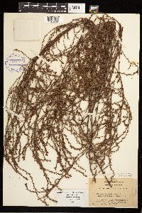 Polygonum aviculare image