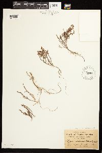 Polygonum aviculare image