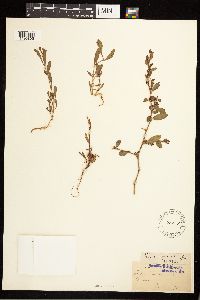 Polygonum aviculare image