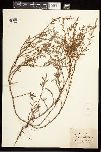 Polygonum aviculare image