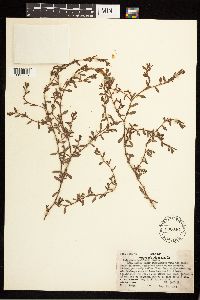 Polygonum aviculare image