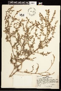 Polygonum aviculare image