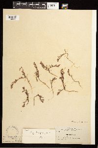 Polygonum aviculare image