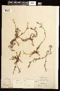 Polygonum aviculare image