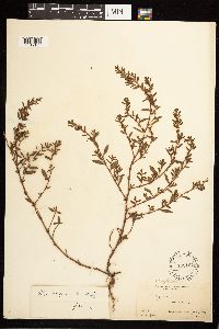 Polygonum aviculare image