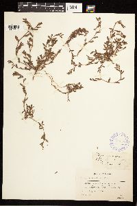 Polygonum aviculare image