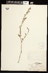 Polygonum aviculare image