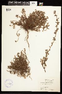 Polygonum aviculare image