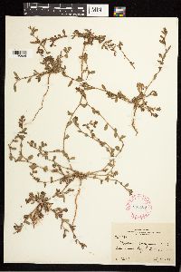 Polygonum aviculare image