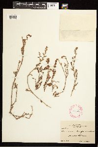 Polygonum aviculare image