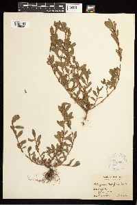 Polygonum aviculare image