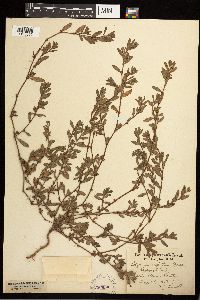 Polygonum aviculare image