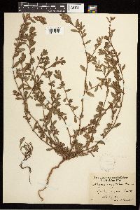Polygonum aviculare image