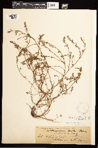 Polygonum aviculare image
