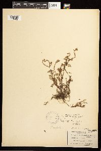 Polygonum aviculare image