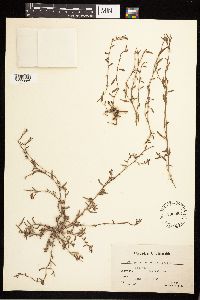 Polygonum aviculare image