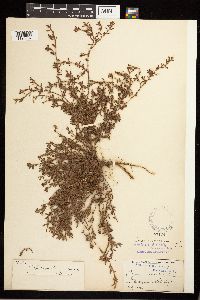 Polygonum aviculare image