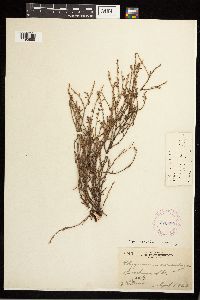 Polygonum aviculare image