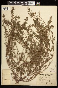 Polygonum aviculare image