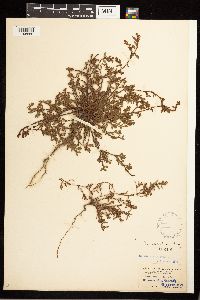 Polygonum aviculare image