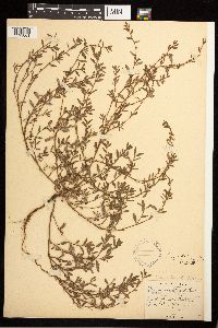 Polygonum aviculare image