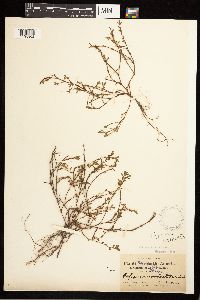 Polygonum aviculare image