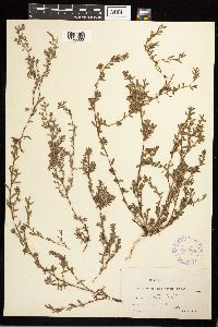 Polygonum aviculare image