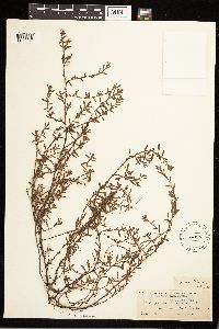 Polygonum aviculare image
