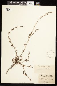 Polygonum aviculare image