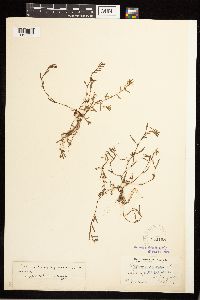 Polygonum aviculare image