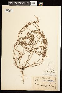 Polygonum aviculare image