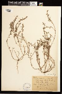 Polygonum aviculare image