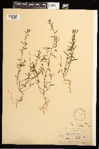 Polygonum aviculare image