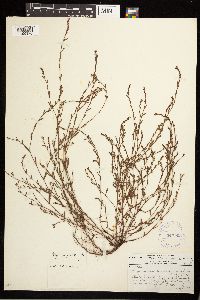 Polygonum aviculare image
