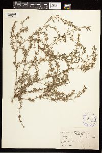 Polygonum aviculare image