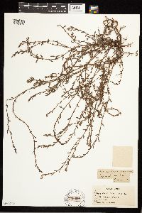 Polygonum aviculare image