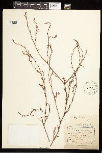 Polygonum aviculare image