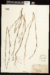 Polygonum douglasii image