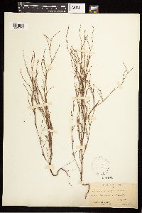 Polygonum douglasii image