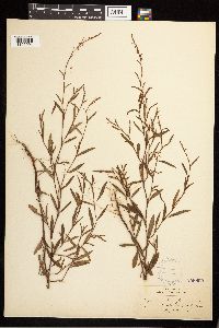 Polygonum douglasii image