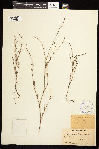 Polygonum douglasii image