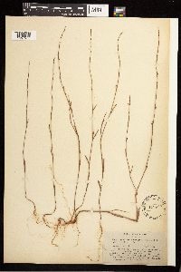 Polygonum douglasii image