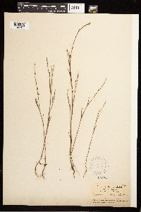 Polygonum douglasii image