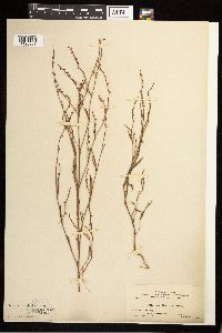 Polygonum douglasii image