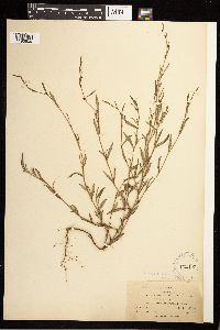 Polygonum douglasii image