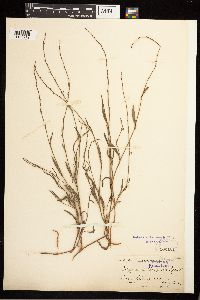 Polygonum douglasii image