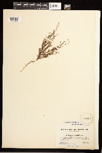 Polygonum douglasii image
