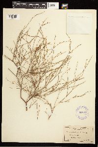 Polygonum douglasii image