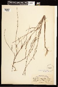 Polygonum douglasii image