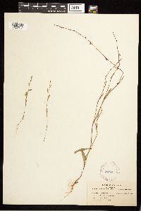 Polygonum douglasii image